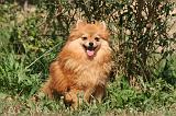SPITZ ALLEMAND 458